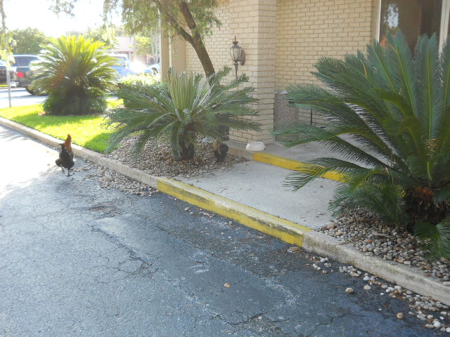 DSCN0834 (640x480) (640x480).jpg